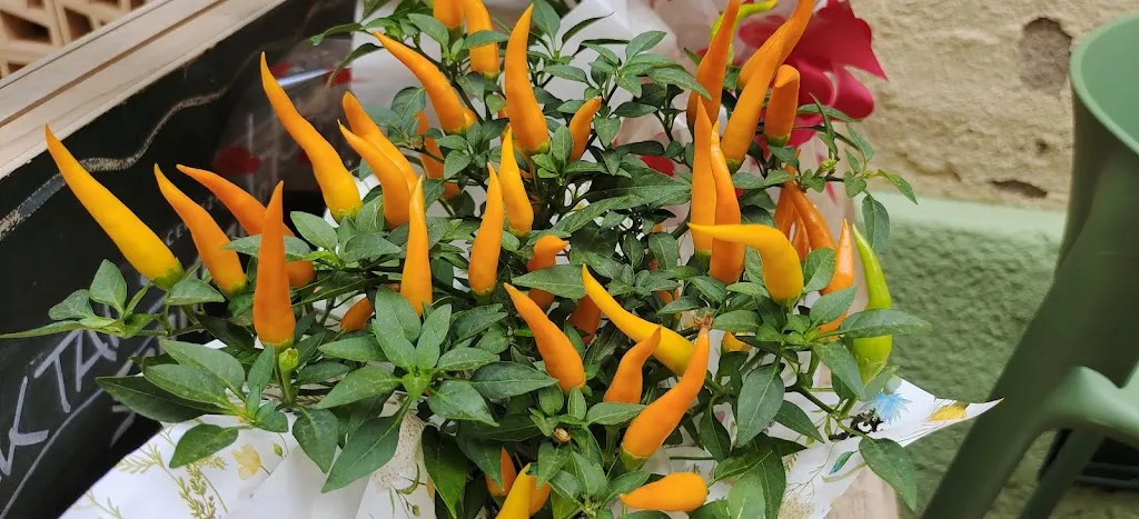 Menu_Café la Habana_Lloret de Mar_immagine_9