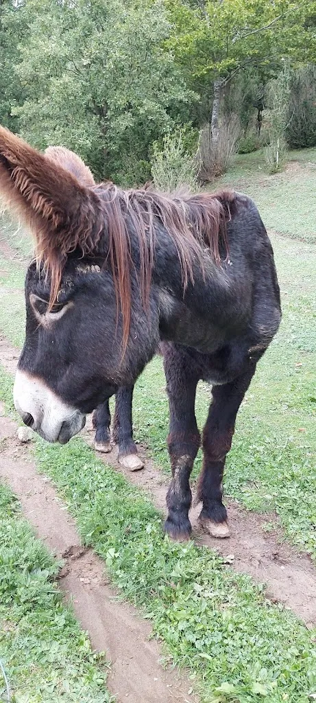 Dejan Dimic_Restaurant Coll de Condreu_Susqueda_review