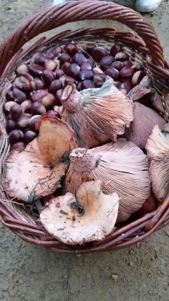 Menu_Hostal Santuari del Coll_Susqueda_image_9