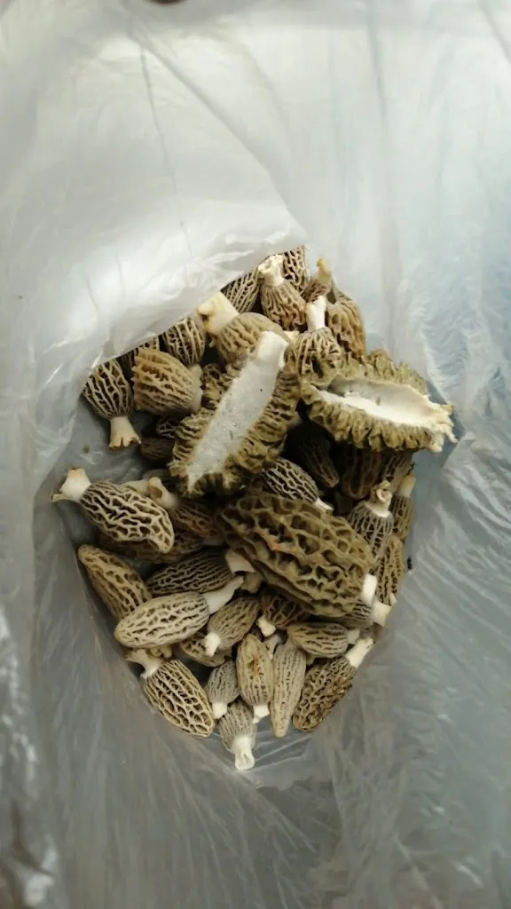 Menu_Local Social de Susqueda_Susqueda_image_5