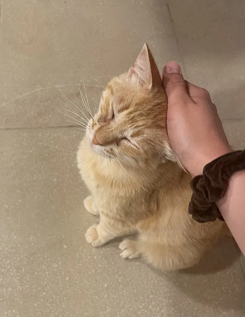 Suus_Restaurante El Campo_Torroella de Fluvià_review