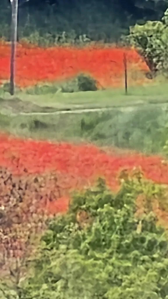 FrancescMD_Vall de Bas_Vall den Bas La_recensione