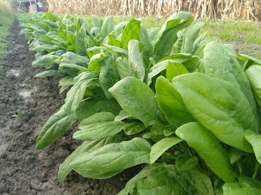 Asadero El Brillante_Chauchina_slider_image_3