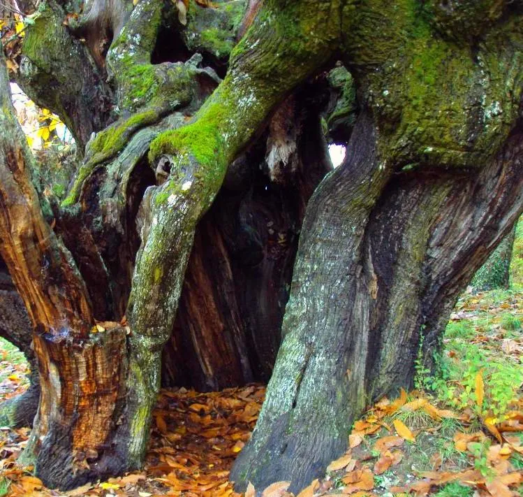 Los Castaňos chiringuito_Huéneja_slider_image_3