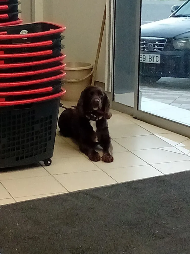 Melanie Evans_Supermercados Dia_Illora_review