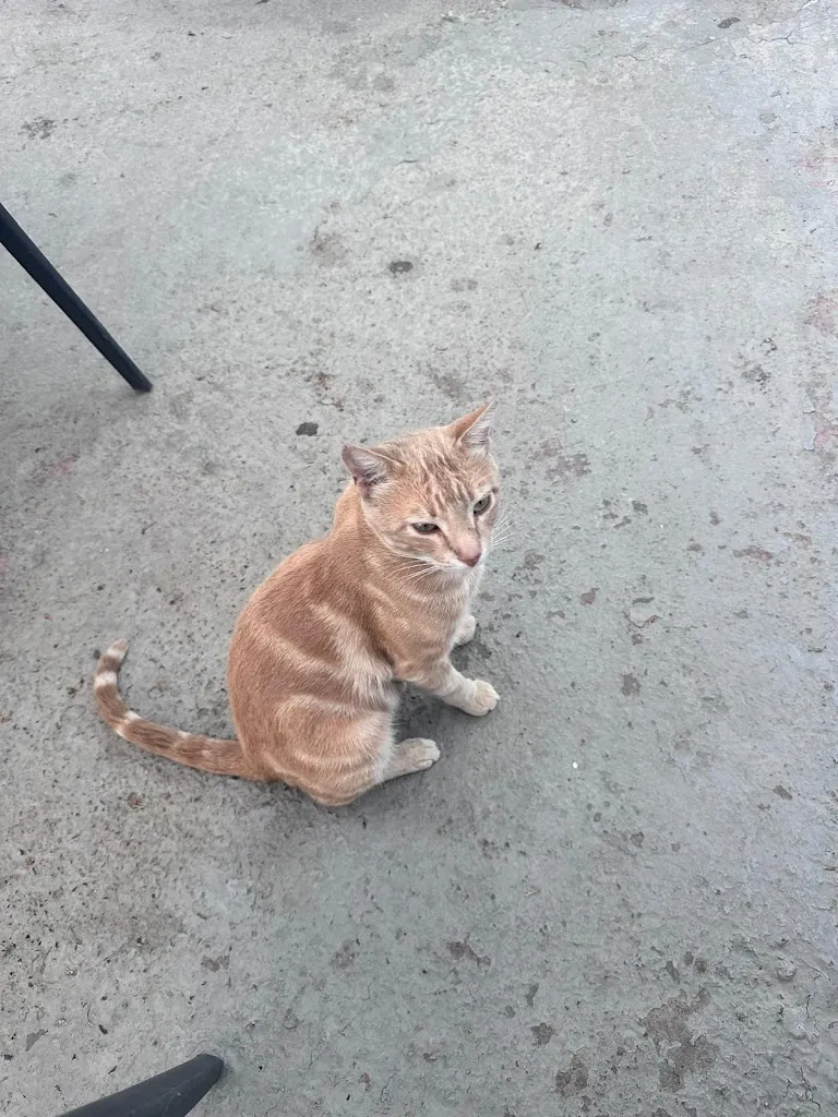 Chris Peach_RESTAURANTE PARILLA EL JARDÍN_Órgiva_review