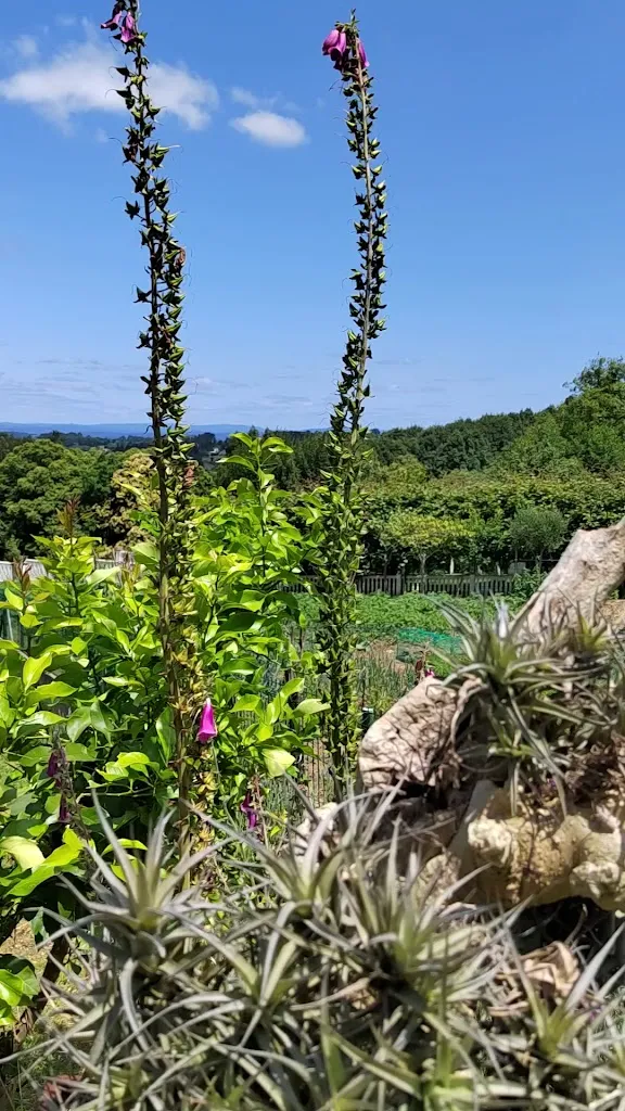 Begoña Pastoriza_amorada taberna_Cambre_review