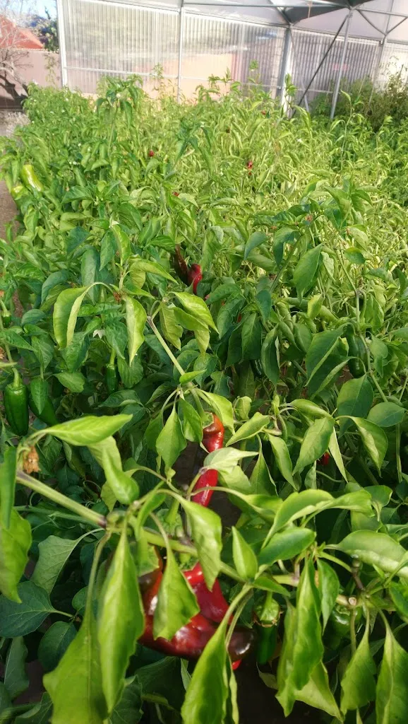 Myles Reba_Area 103 Venta de Almadrones_Almadrones_review