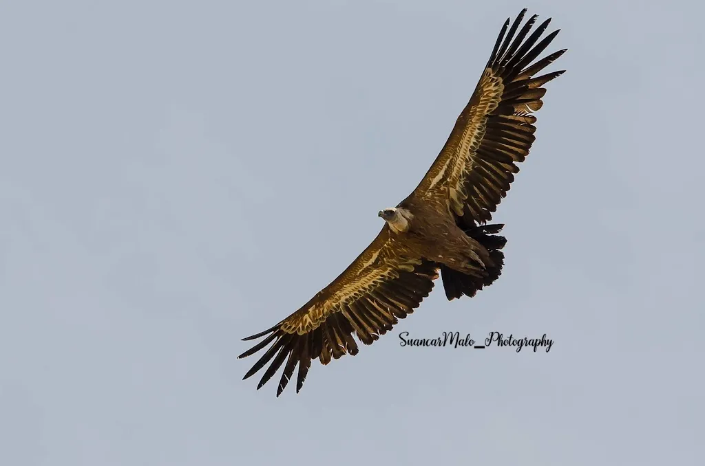 Juan Carlos Malo Santiago_Restaurante Green Sire Golf Cabanillas_Cabanillas del Campo_review