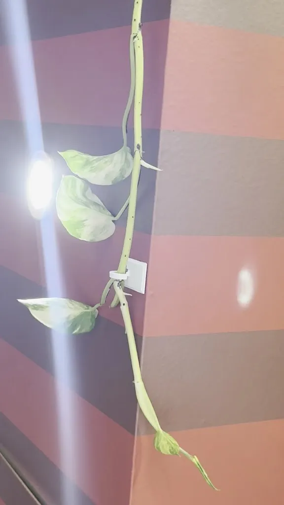 Hubert Schindler_Cámara Café_Cabanillas del Campo_review