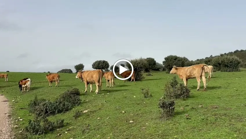 Carniceria Wolf & Sheep_Cogolludo_slider_image_2