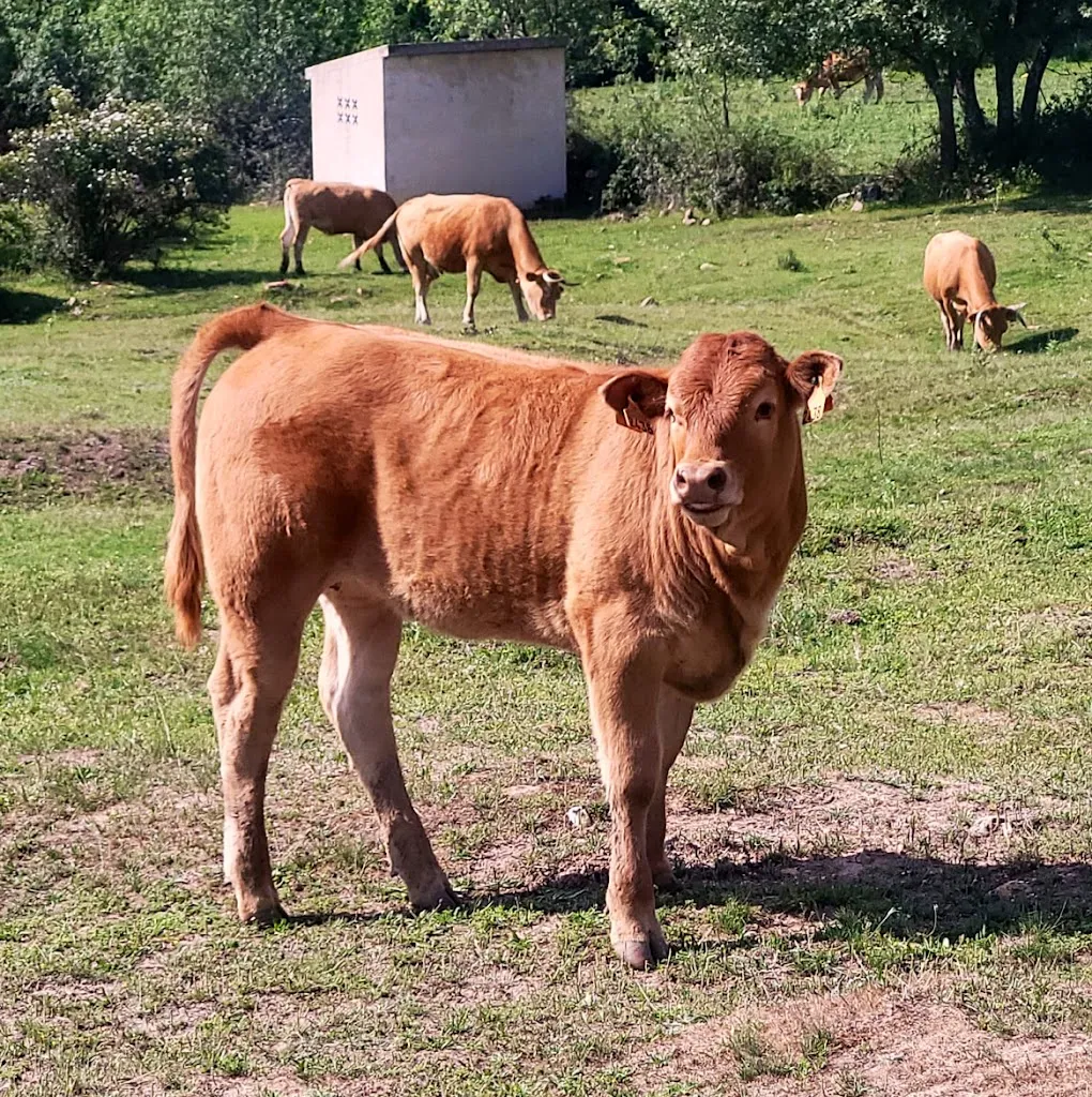 Carniceria Wolf & Sheep_Cogolludo_slider_image_3