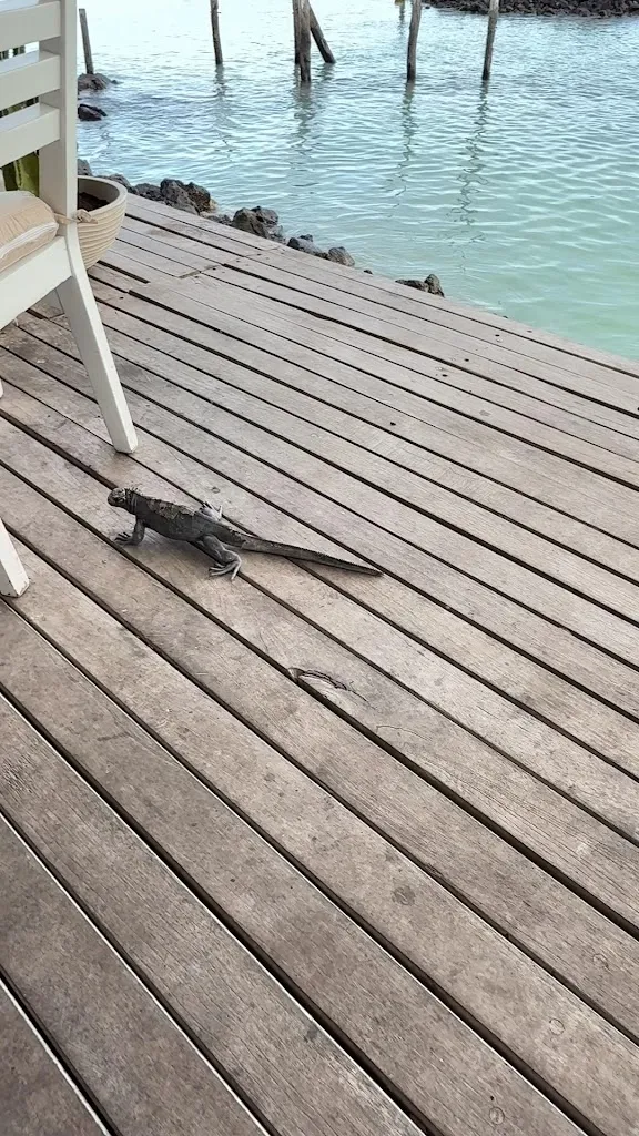 Desiree McConnell_Almar_Galápagos_recensione