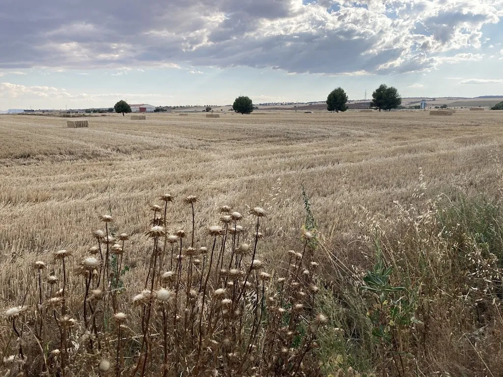 Maku Lopez_HOSTAL RESTAURANTE BAR TARACENA_Yunquera de Henares_review