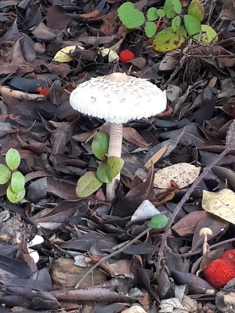 C._Rural apartment Finca El Chaparral_Cortelazor_review