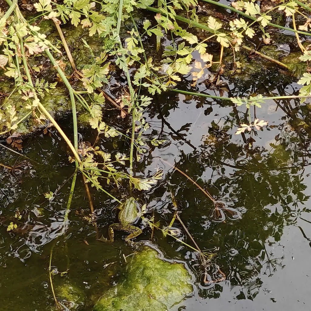 Rubén Coda_La Posada de Cortegana_Cortegana_review