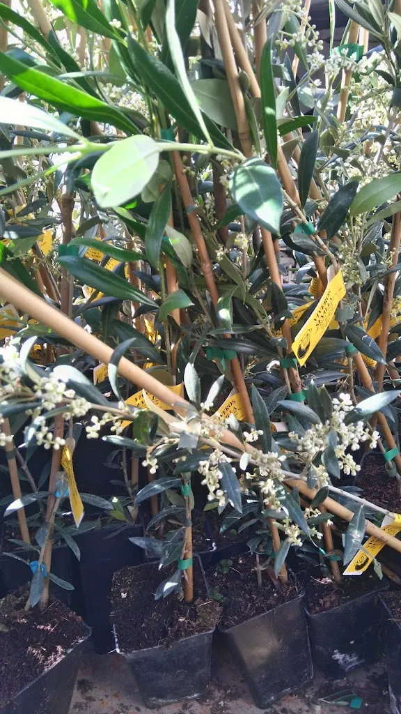 Miguel Rengel Pavon_La Parrala_Moguer_review