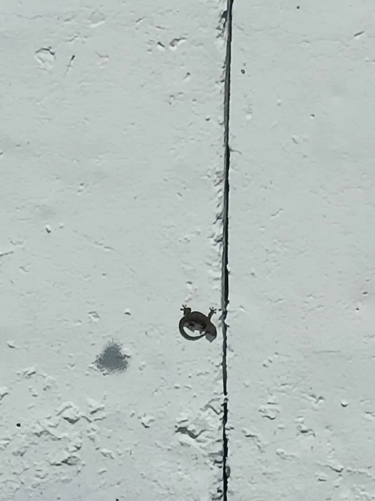 Artemius Spain_La Sotonera_Alcalá de Gurrea_review