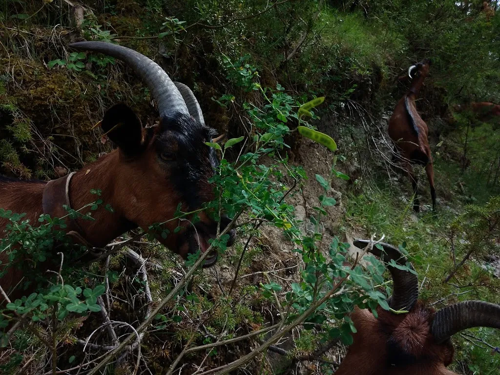 Bajo el Roble_Aragüés del Puerto_slider_image_2