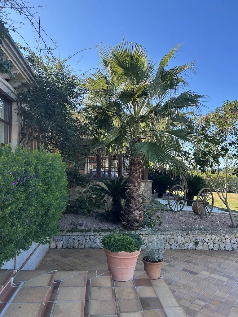 Brett Williams_Restaurant Binicomprat_Algaida_review