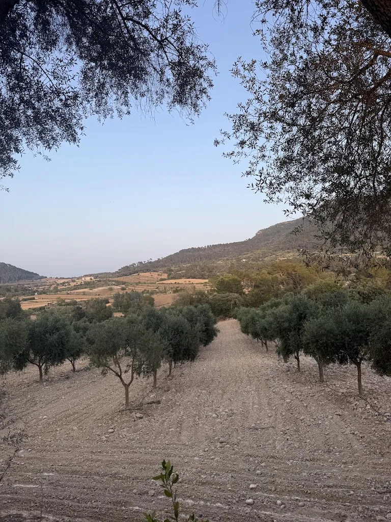 Kwok Shui Fan_Restaurant Treurer Olive Grove_Algaida_review