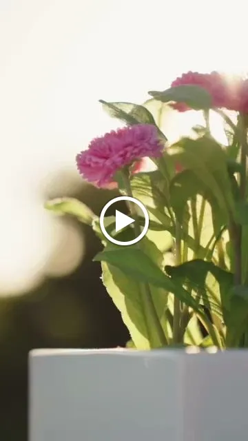 ON The Rooftop - Cala Ratjada_Cala Rajada_slider_image_2