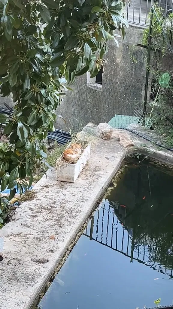 Restaurant Calzone ristorante a Fornalutx