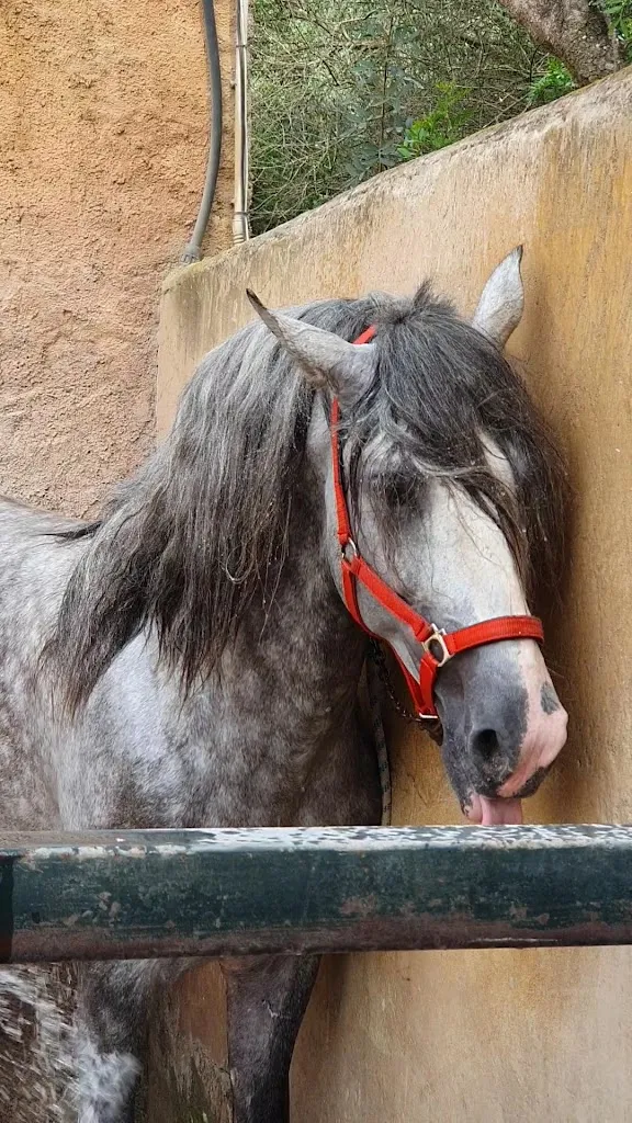 Finca Son Menut_Felanitx_slider_image_2