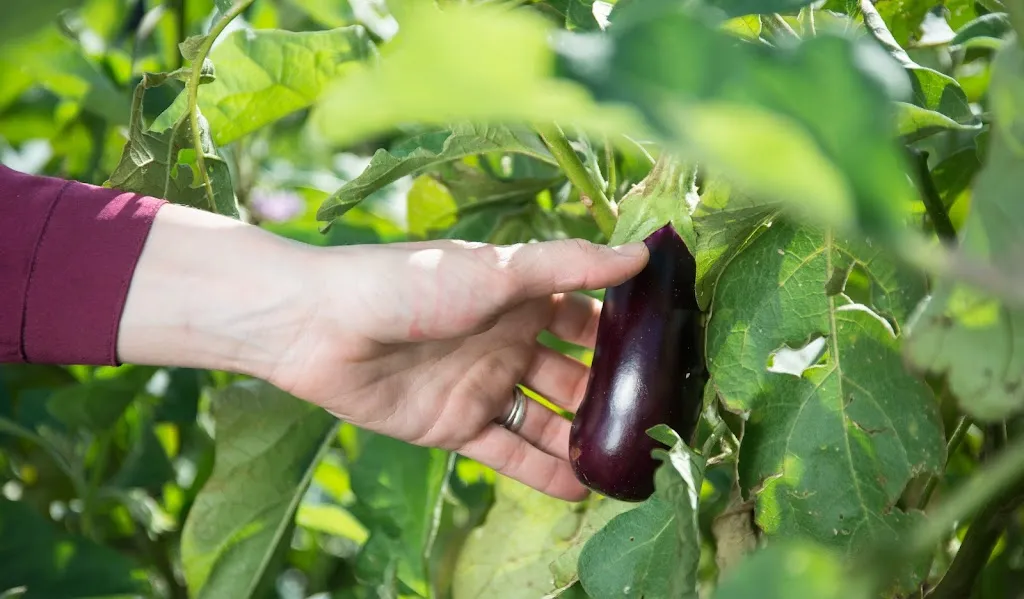 Menu_BENNOC RESTAURANT_Llucmajor_image_9