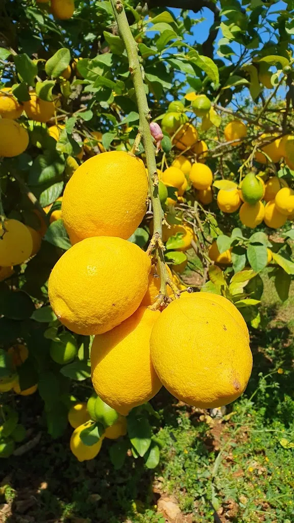 Paulo Amaral_Hotel Son Trobat_Sant Llorenç des Cardassar_recensione