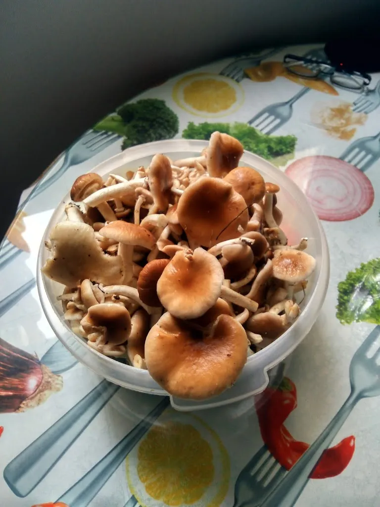 Menu_Bar Linton_Cocentaina_image_2