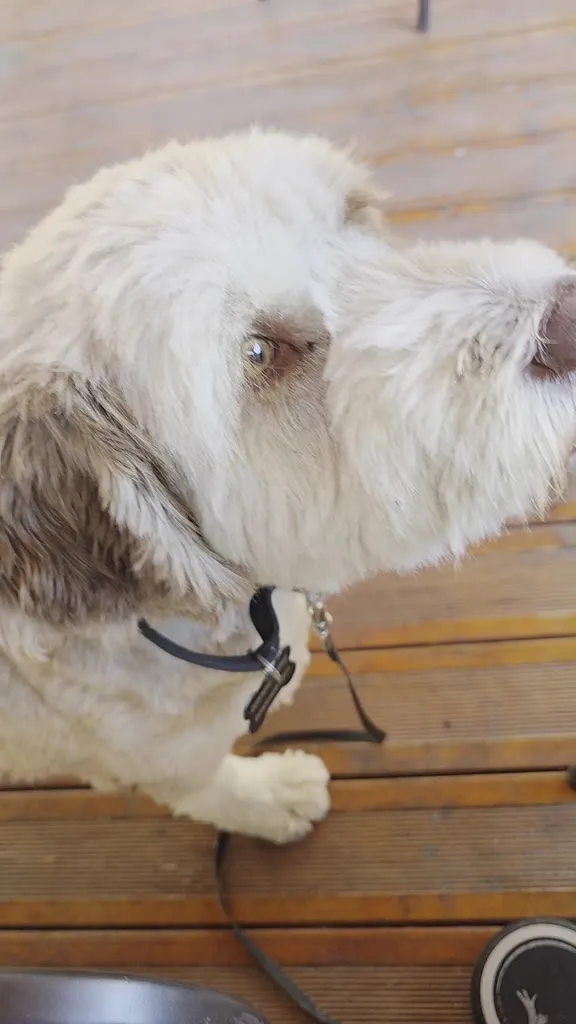 The Dog & Firkin Traditional Pub_Catral_slider_image_2