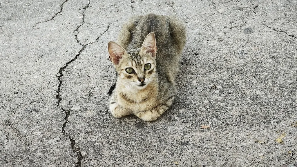 Carlos Barrio_Bar restaurante 