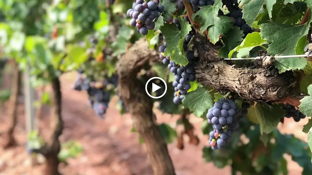 Bodegas Pedro Martinez Alesanco SL_Alesanco_slider_image_2