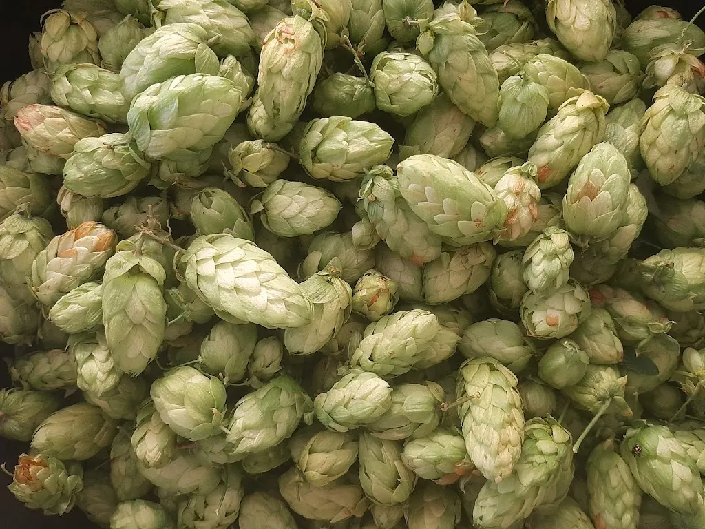 Menu_La Marmita - Microcervecería Artesanal_Camprovín_immagine_4