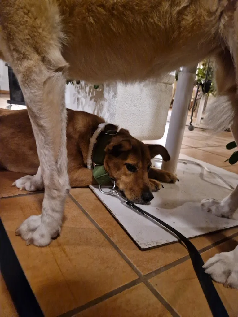 Iris Cuypers_Pont Sec_Denia_Bewertung