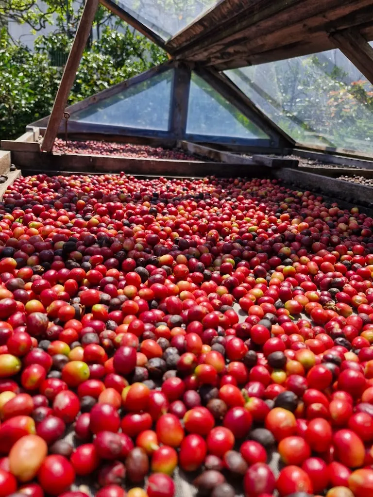 Bodega Los Berrazales restaurant in Agaete