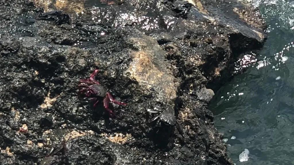 Fiona Li_Bar Cafeteria El Pisquito_Haría_review