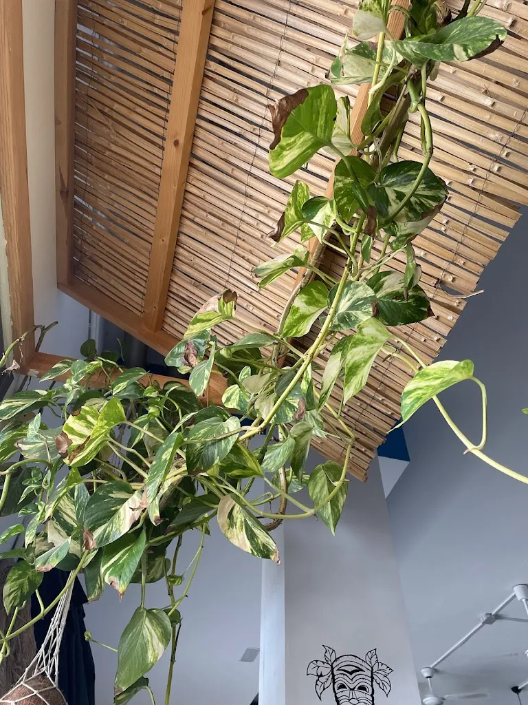 auty florence_Poke Cotillo_El Cotillo_review