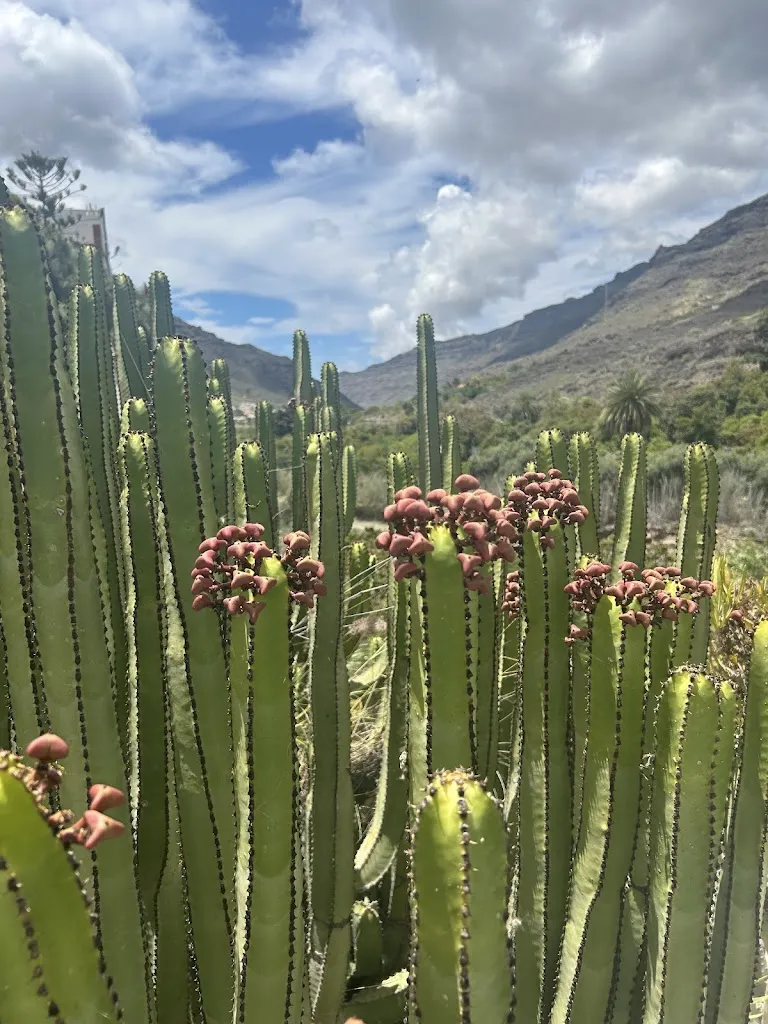 paul williams-young_Valle de Mogán Restaurante_Mogán_review