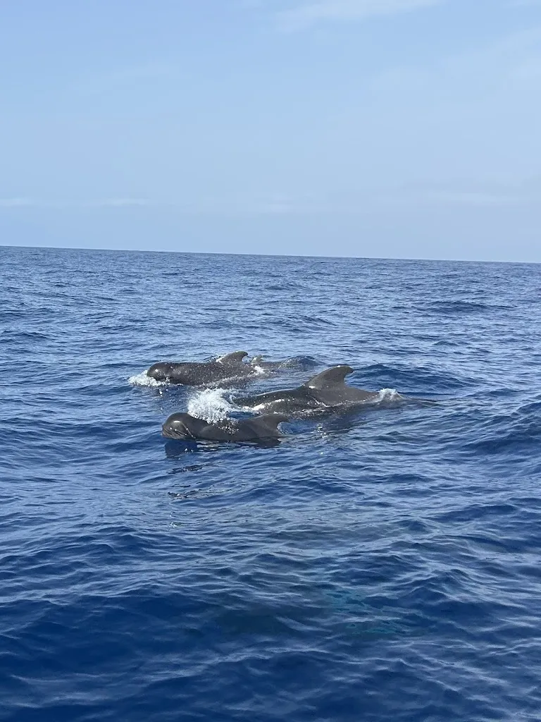 Amanda Lloyd_Picarus Sailing Club, Tenerife - Los Gigantes, whale watching_Los Gigantes_review