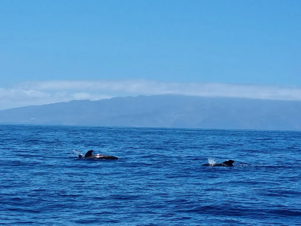 Picarus Sailing Club, Tenerife - Los Gigantes, whale watching_Los Gigantes_slider_image_3