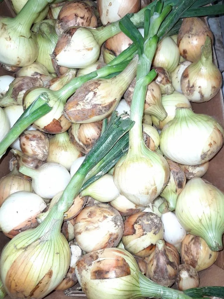 Menu_Bar El Menudo_Los Realejos_image_9