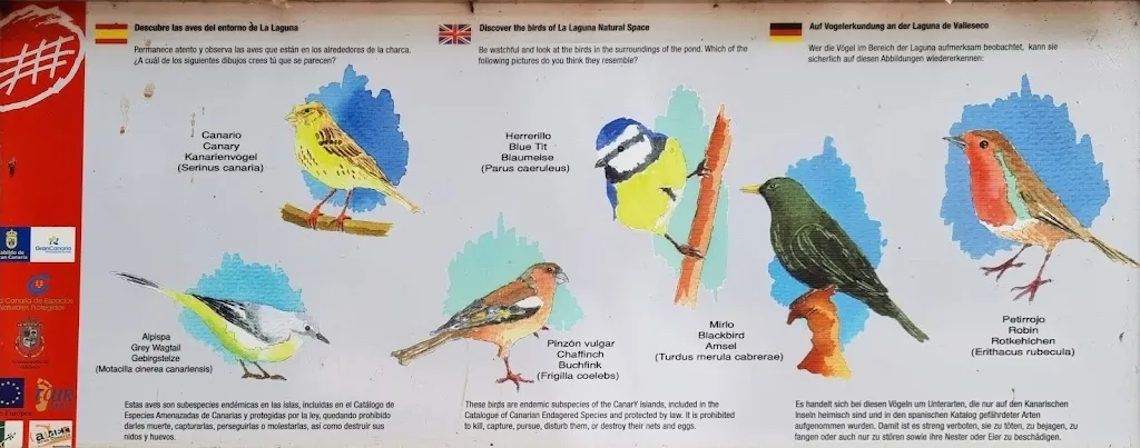 Andrii Kapshuk_Área Recreativa de la Laguna de Valleseco_Valleseco_review