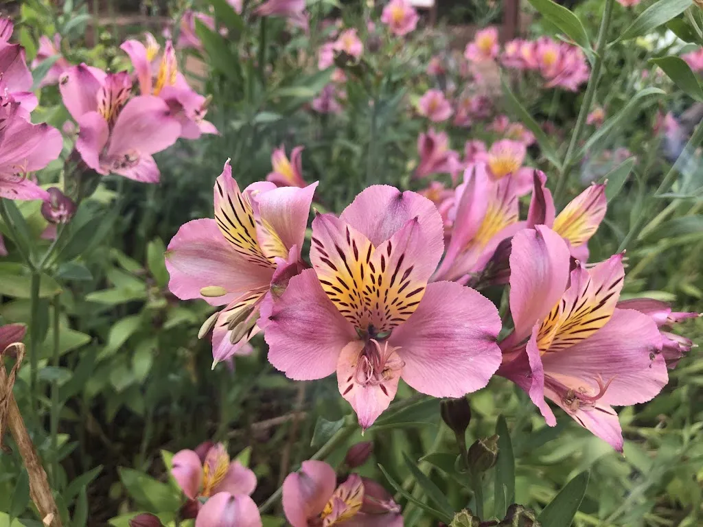 Paso Chico_Área Recreativa de la Laguna de Valleseco_Valleseco_review