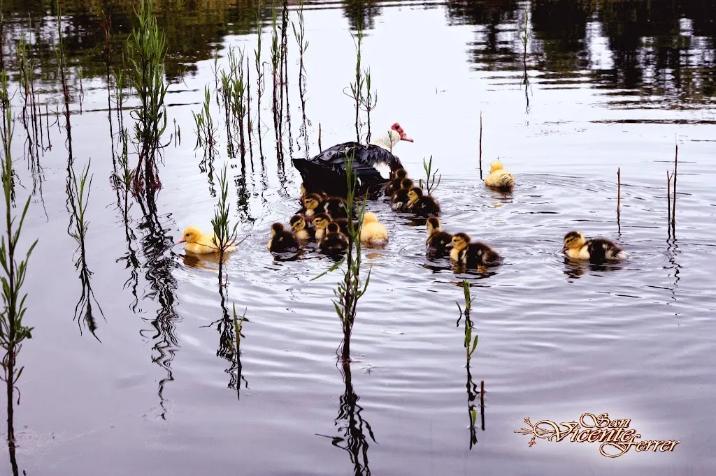 Área Recreativa de la Laguna de Valleseco restaurant in Valleseco