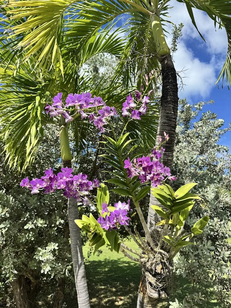 Luis Guillermo “Louis XIV”_Casa Roots - Beach - Food & Drinks_Antigua La_review