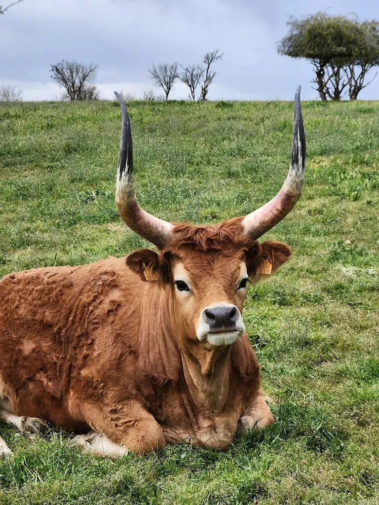 Sheldon Wile_Bodega El Capricho_Bañeza La_review