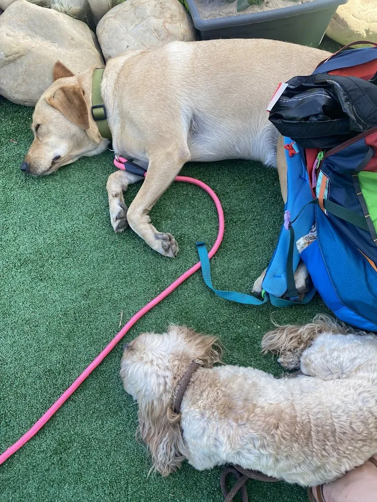 Nicola R_Bolboreta del Bierzo_Benuza_review