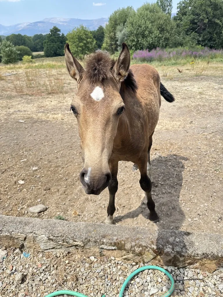 Artsiya Artsiya_Hotel Izán Puerta de Gredos_El Barco de Ávila_review